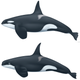 The top image shows the killer whale we are all used to, but you can see this potentially new species’ odd qualities in the bottom illustratration. It’s got a smaller eye patch with a pointier dorsal fin and a funny round head.